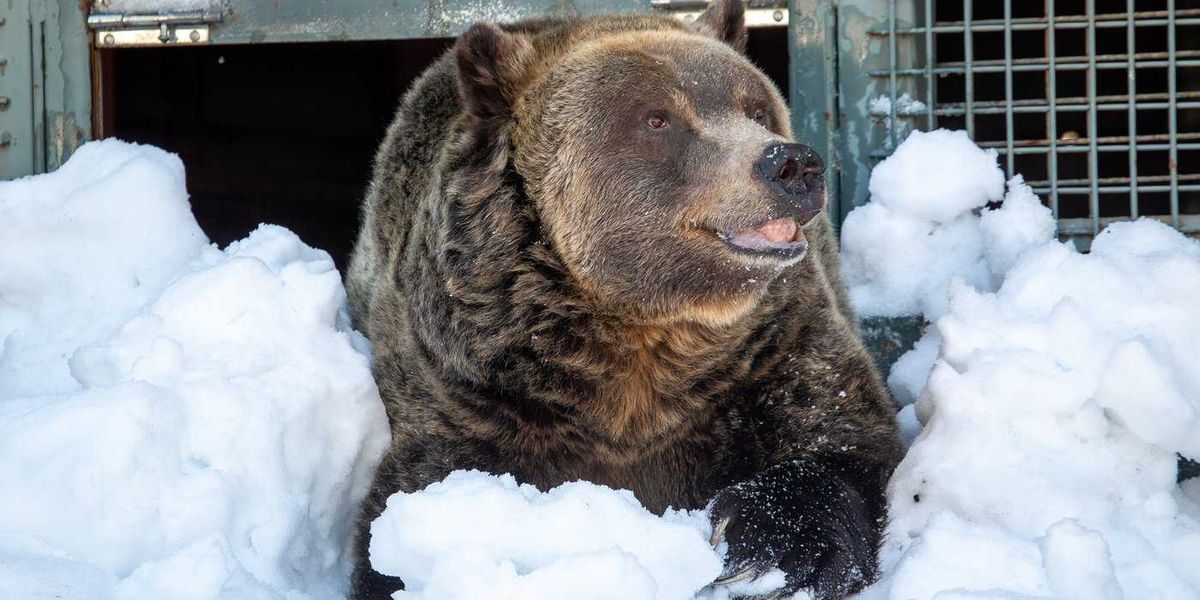 Grinder, one of two beloved grizzly bears on Grouse Mountain, dies Grinder, one of two beloved grizzly bears on Grouse Mountain, dies