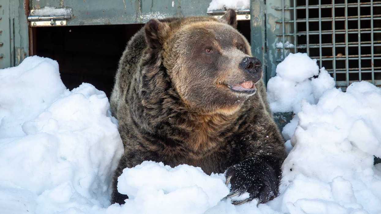 Grouse Mountain's 'beloved' bear Grinder dies