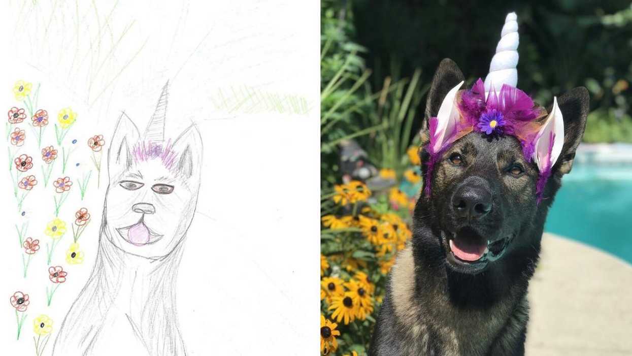 Guelph Humane Society Will Draw Your Pet Badly For Charity