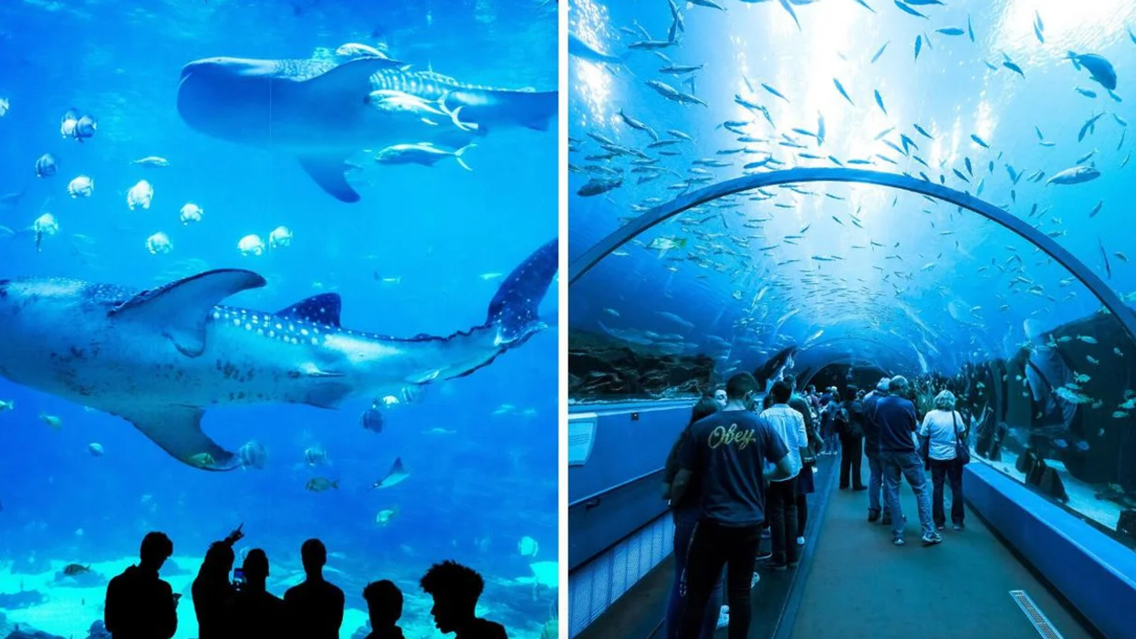 Guests at the aquarium observe a whale shark. Right: A crowd walks under the tunnel in the Ocean Voyager exhibit.