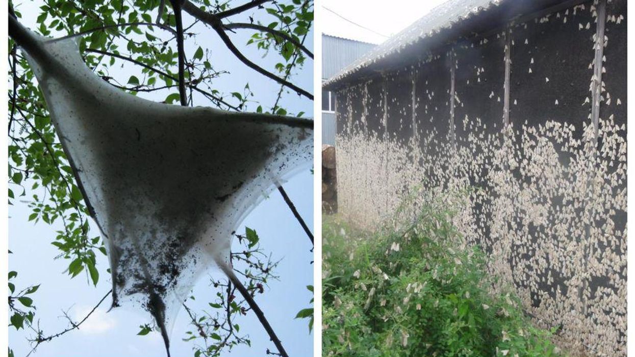 Gypsy Moths Are Taking Over Ontario Right Now