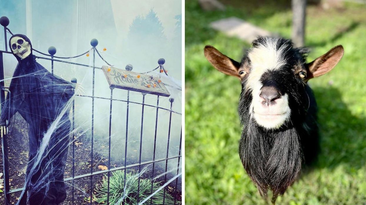 Halloween decor on a fence with mist. Right: A black and white goat.