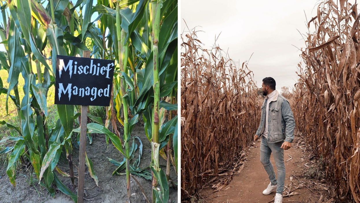 'Harry Potter' Mischief Managed sign in a corn maze. Right: Man navigating a fall maze.