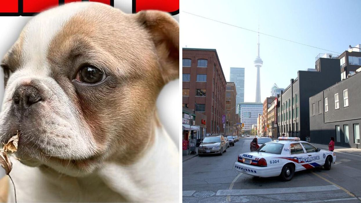 Harry the missing French Bulldog. Right: Toronto police car in Toronto.