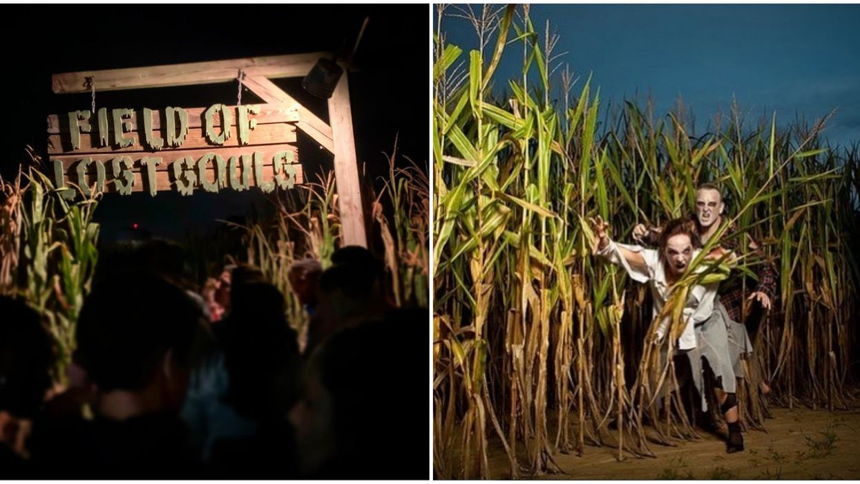 Haunted Corn Maze North Carolina Phillips Farms Of Cary Will Be Terrifyingly Fun