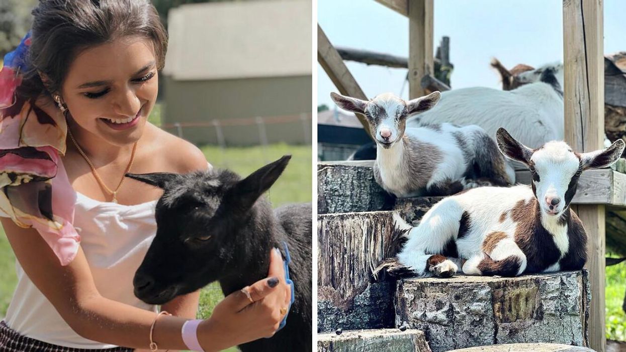 Haute Goat Near Toronto Is Hosting A GoatChella Festival & It's Udderly Adorable