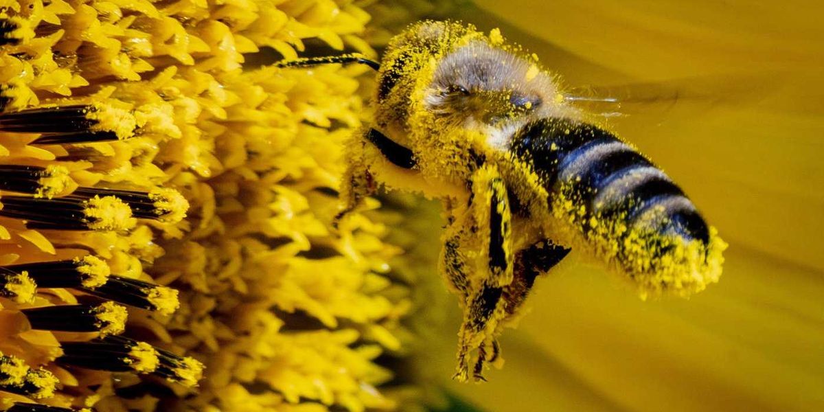 Health Canada approves epinephrine nasal spray Health Canada approves epinephrine nasal spray