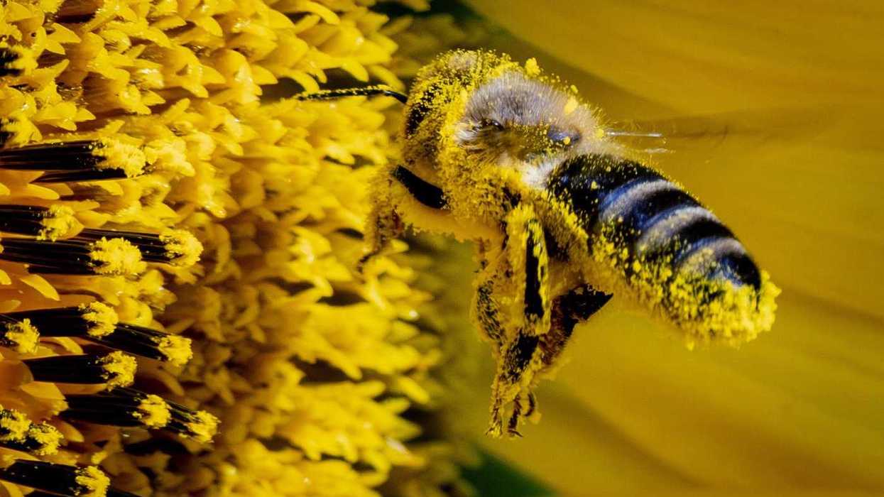 Health Canada approves epinephrine nasal spray