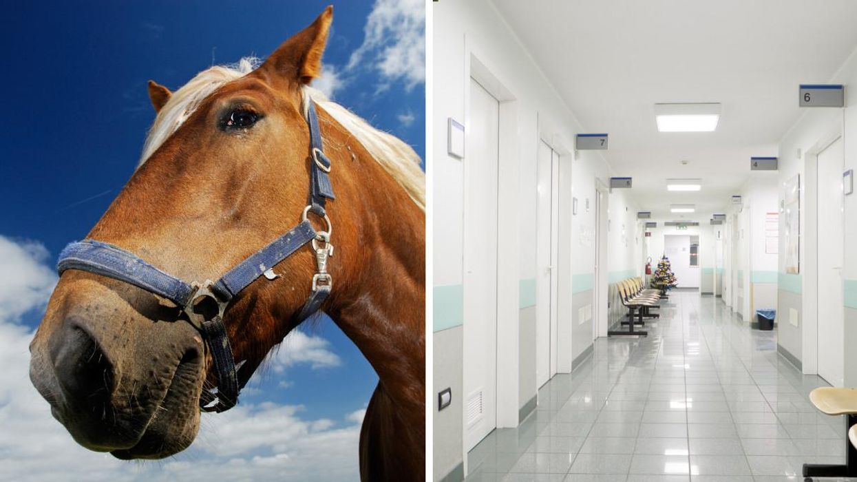 Health Canada Urges People To Stop Using Horse Drugs To 'Treat' COVID-19 & It's No Joke