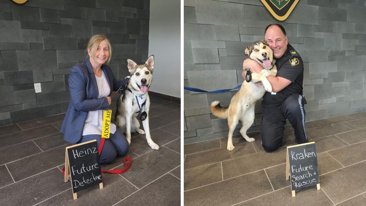 Heinz, one of the rescued dogs. Right: Kraken with an OPP officer.