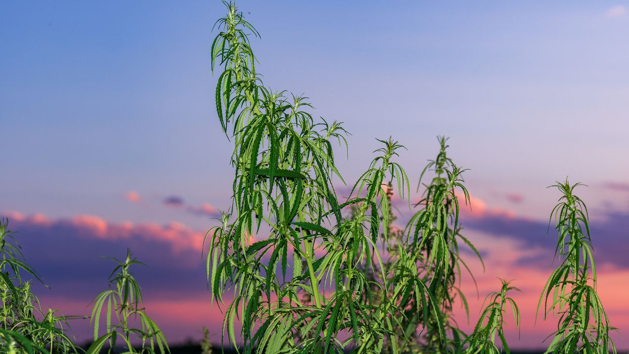 Hemp In Alberta: People Are Stealing A Farmer's Crop Thinking It's Weed