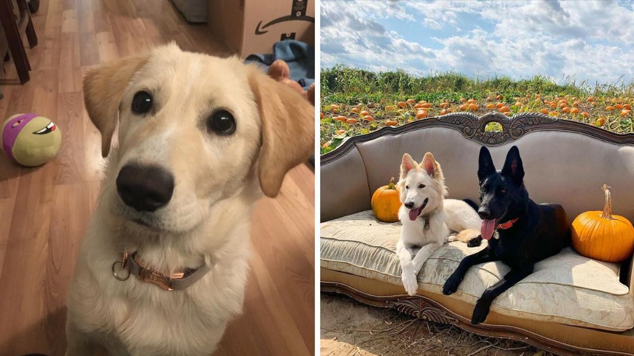 Here Are The Top Pet Names For 2021 & The COVID-Inspired Ones Are Hilarious