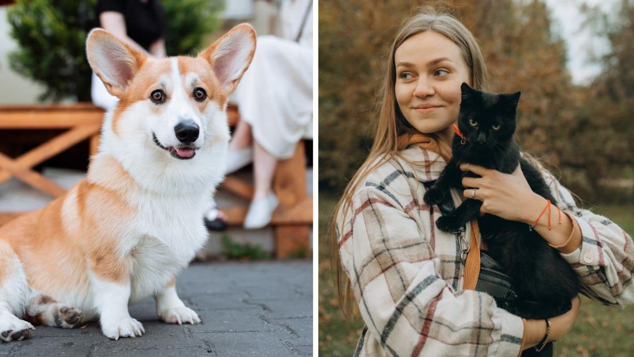 Here Are The Top Pet Names In Ottawa For 2021 & One Is Inspired By 'The Lion King'