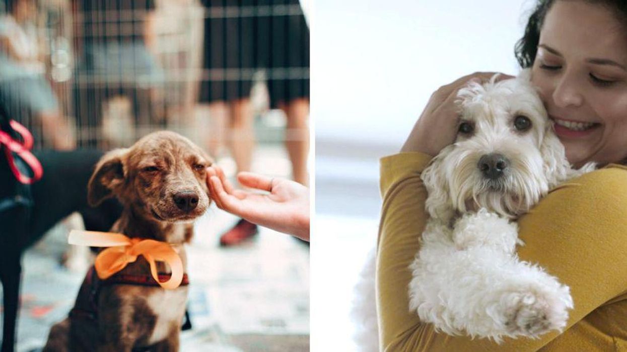 Here's How You Can Help Animals In Need With The Royale Home For Every Pet Project