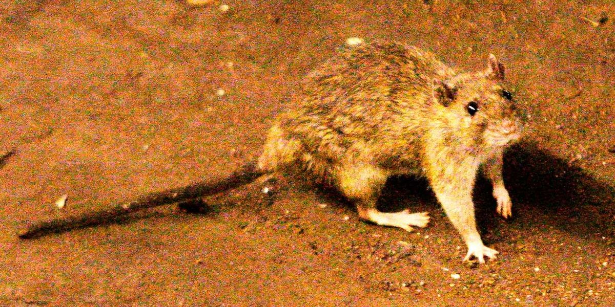 Here’s what to know about hantavirus in Canada Here’s what to know about hantavirus in Canada