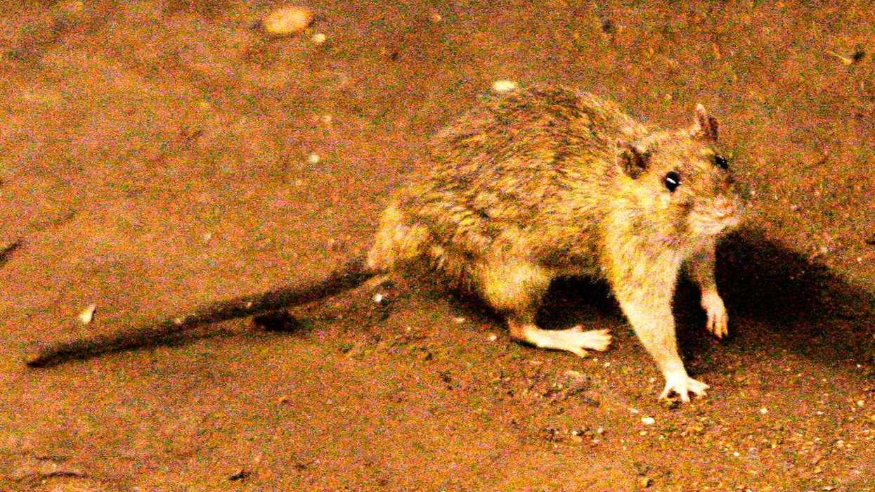Here's what to know about hantavirus in Canada