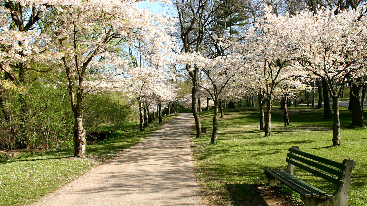 High Park Cherry Blossom Season Won't Be Normal This Year