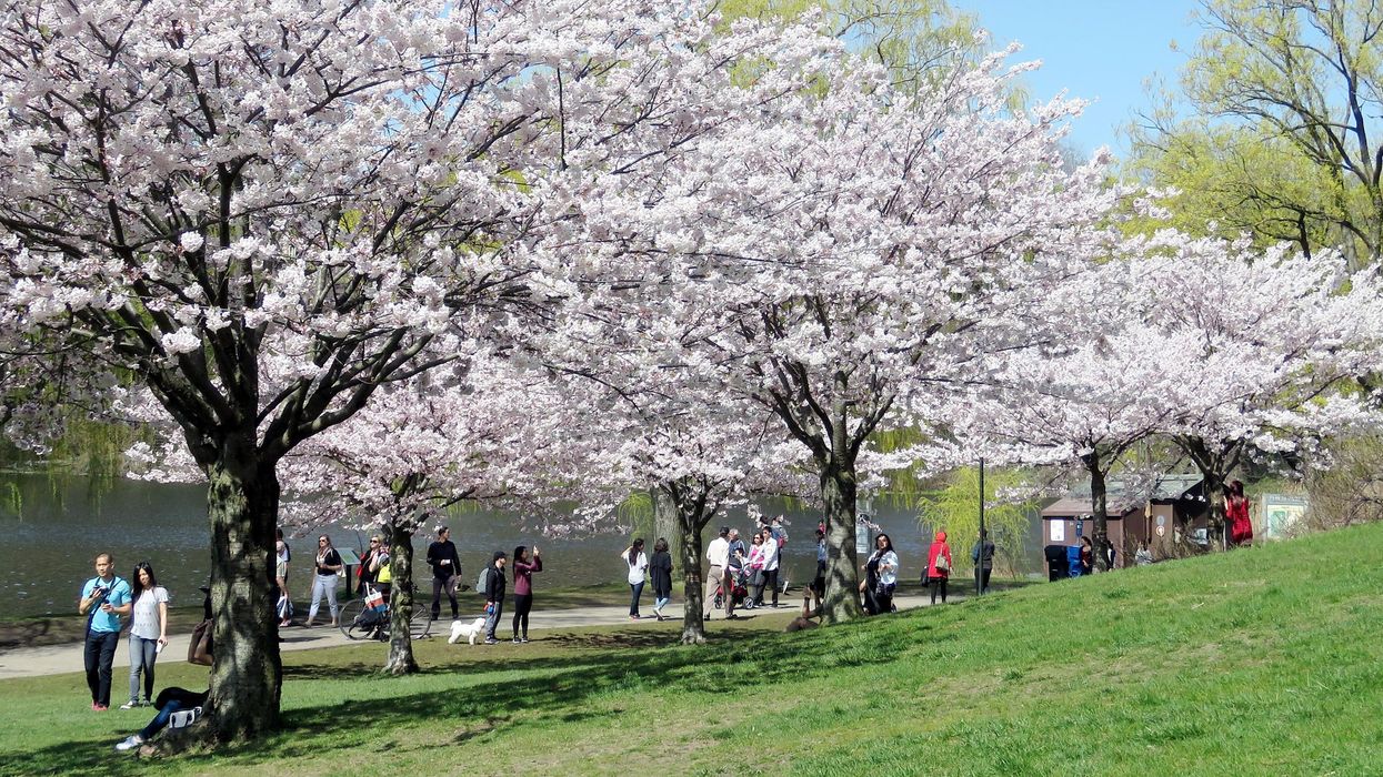 High Park during cherry blossom season.