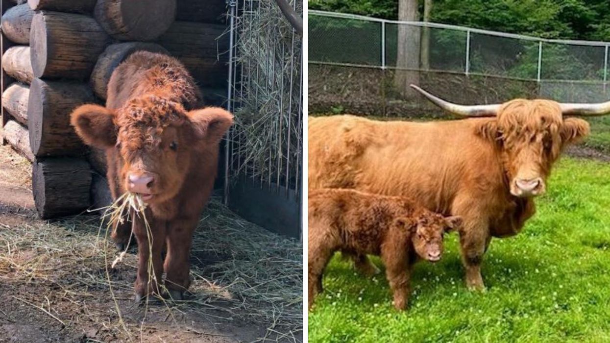 High Park Zoo Wants You To Help Name This Adorable Highland Calf