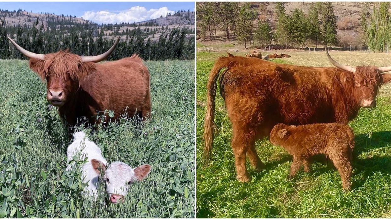 Highland Cows In BC At A Winery Are So Adorable & You Can Meet Them This Fall