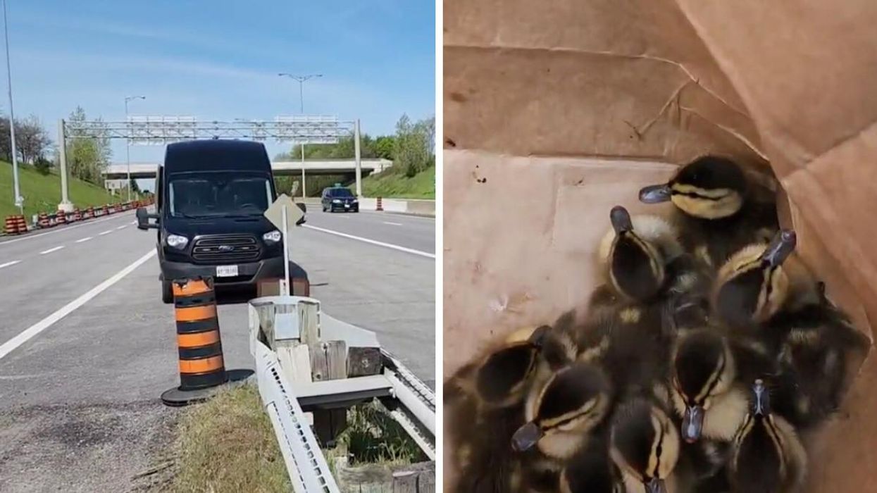 Highway 406 in Ontario. Right: The ducklings.