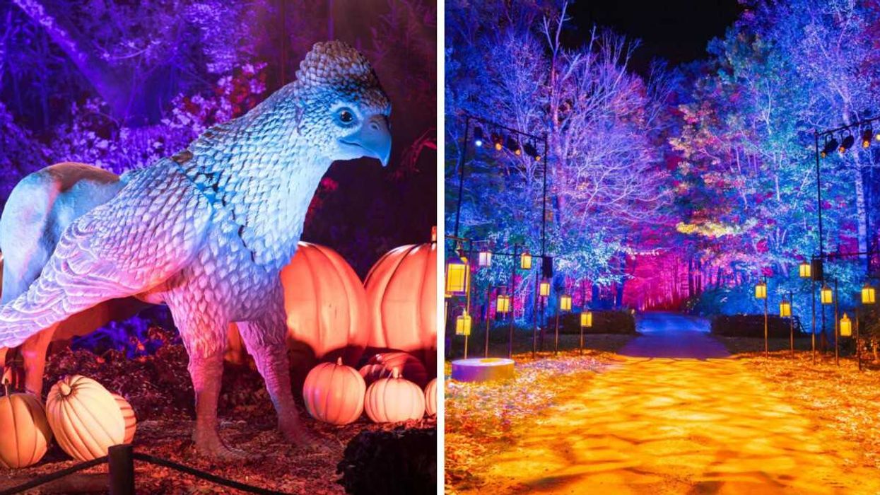 Hippogriffs and mischievous Nifflers are nestled within the forest. Right: The glowing illuminated trail.