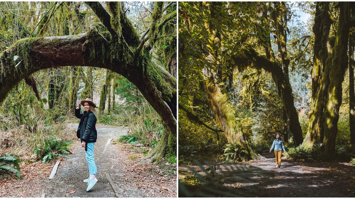 Hoh Rainforest In Washington State Feels Like A Scene From 'Twilight'