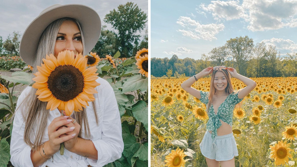 Holding a cut sunflower at a farm near Ottawa. Right: Posing in a yellow field of sunflowers.