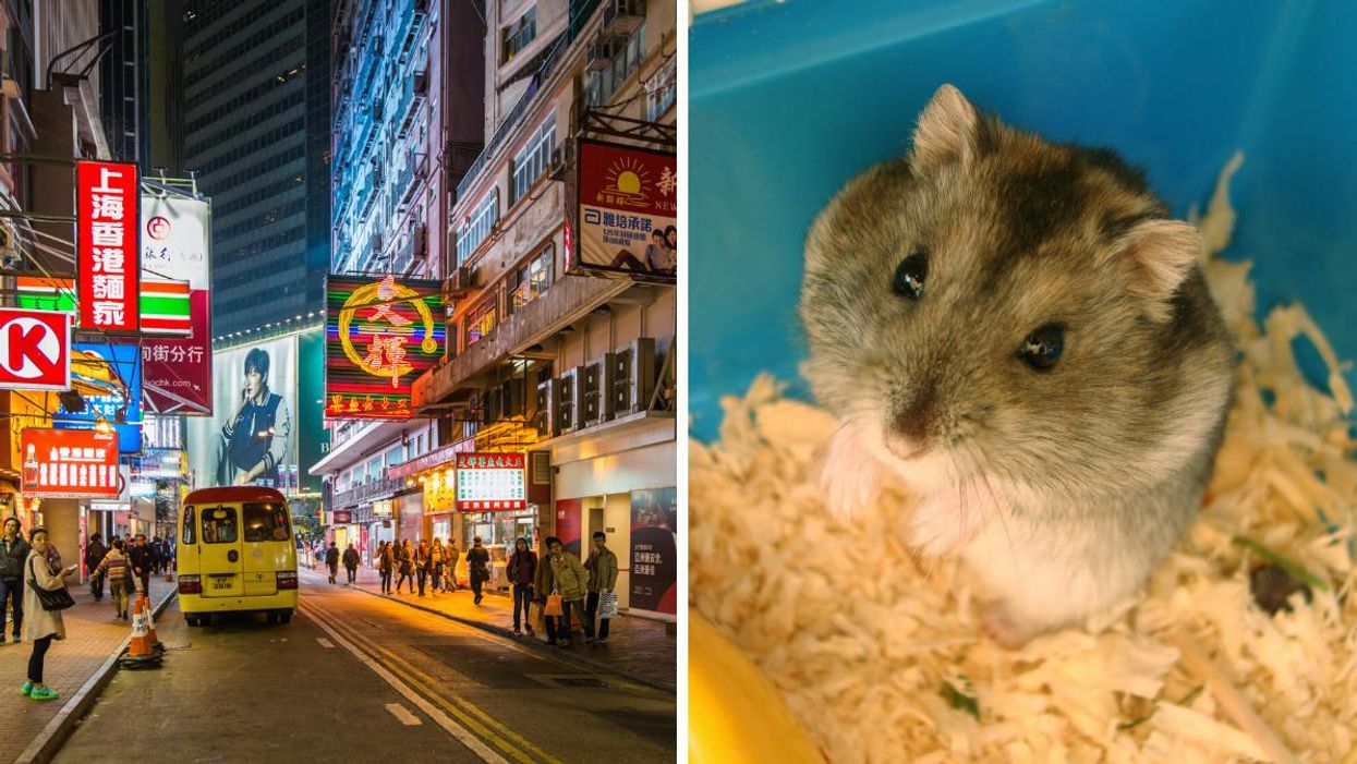 Hong Kong Is Culling Thousands Of Hamsters After 'Traces' Of COVID Were Found On A Few