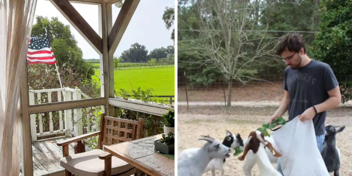 4 Cheap Airbnbs in Florida Where You Can Glimpse With Adorable Animals