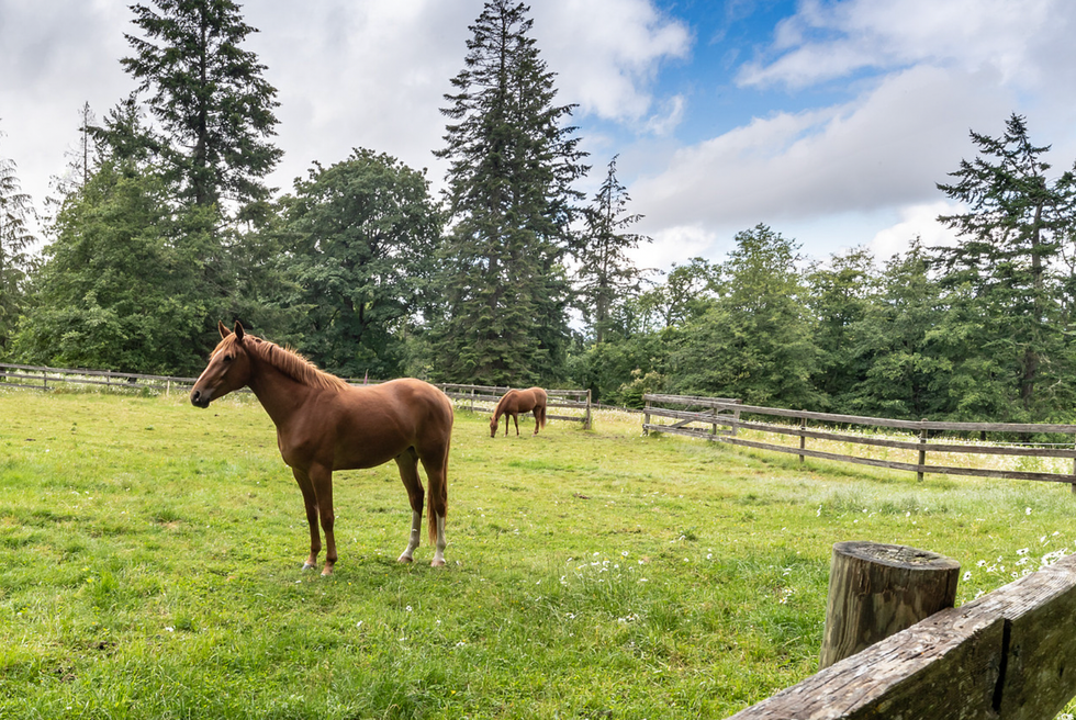 Horses on the property.