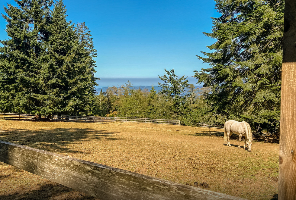Horses on the property.