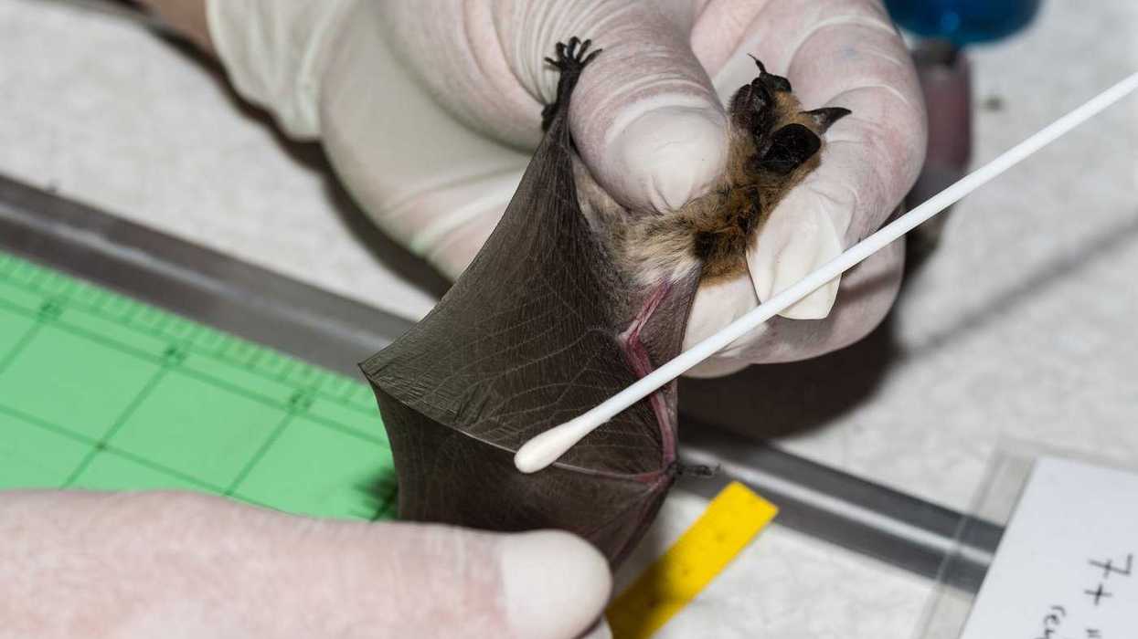 How Trump funding cuts may put B.C. bats in peril