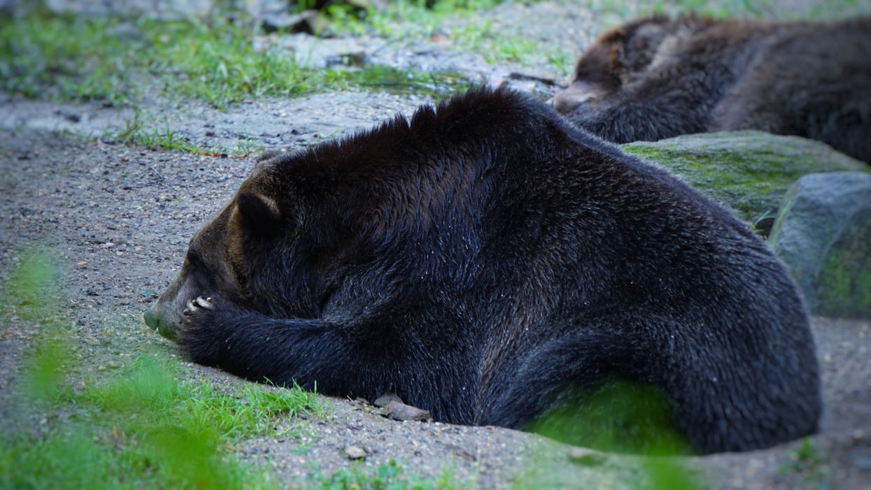 Huckleberry The Bear Was Killed In BC Because People Kept Feeding It To Get Videos