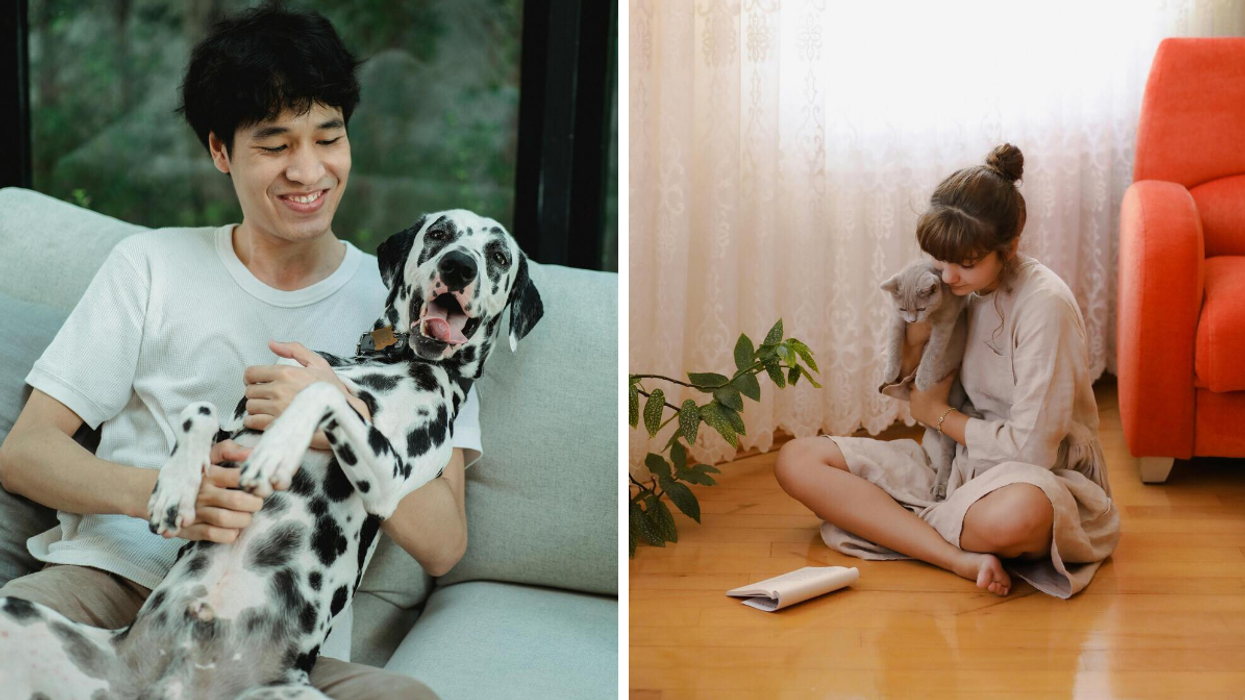 Humain câline chien et chaton