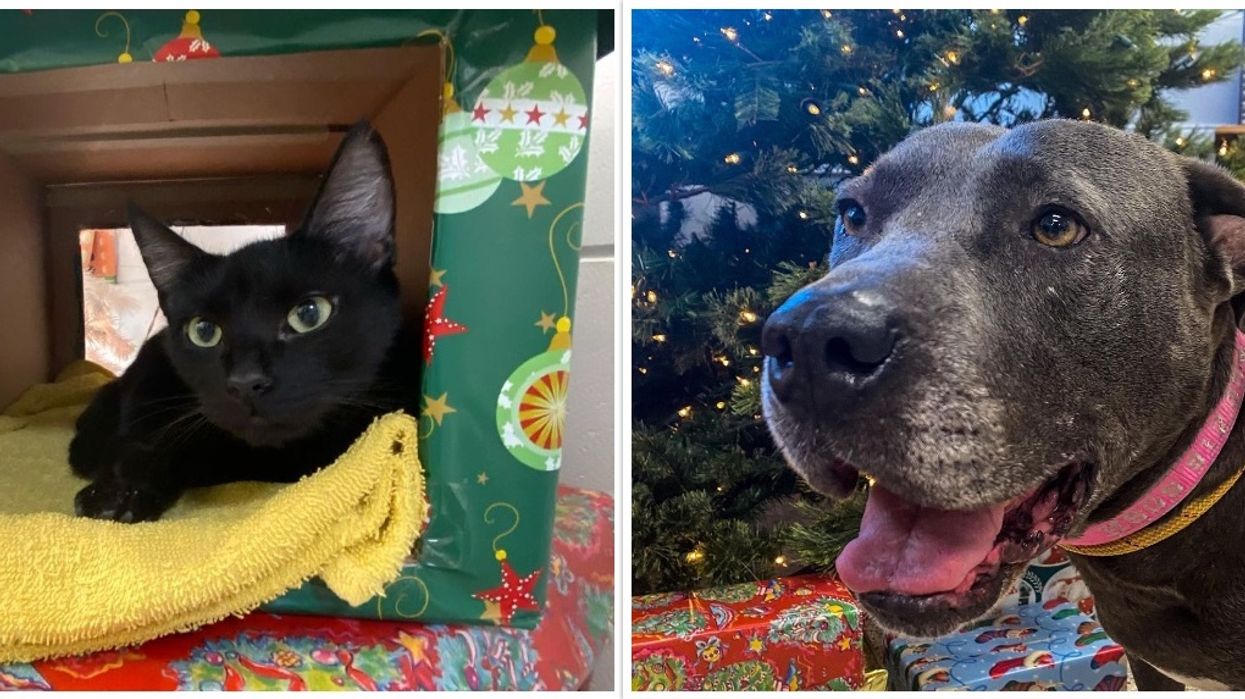 Humane Society for Greater Savannah Georgia Atlanta Dogs Cats Adoption