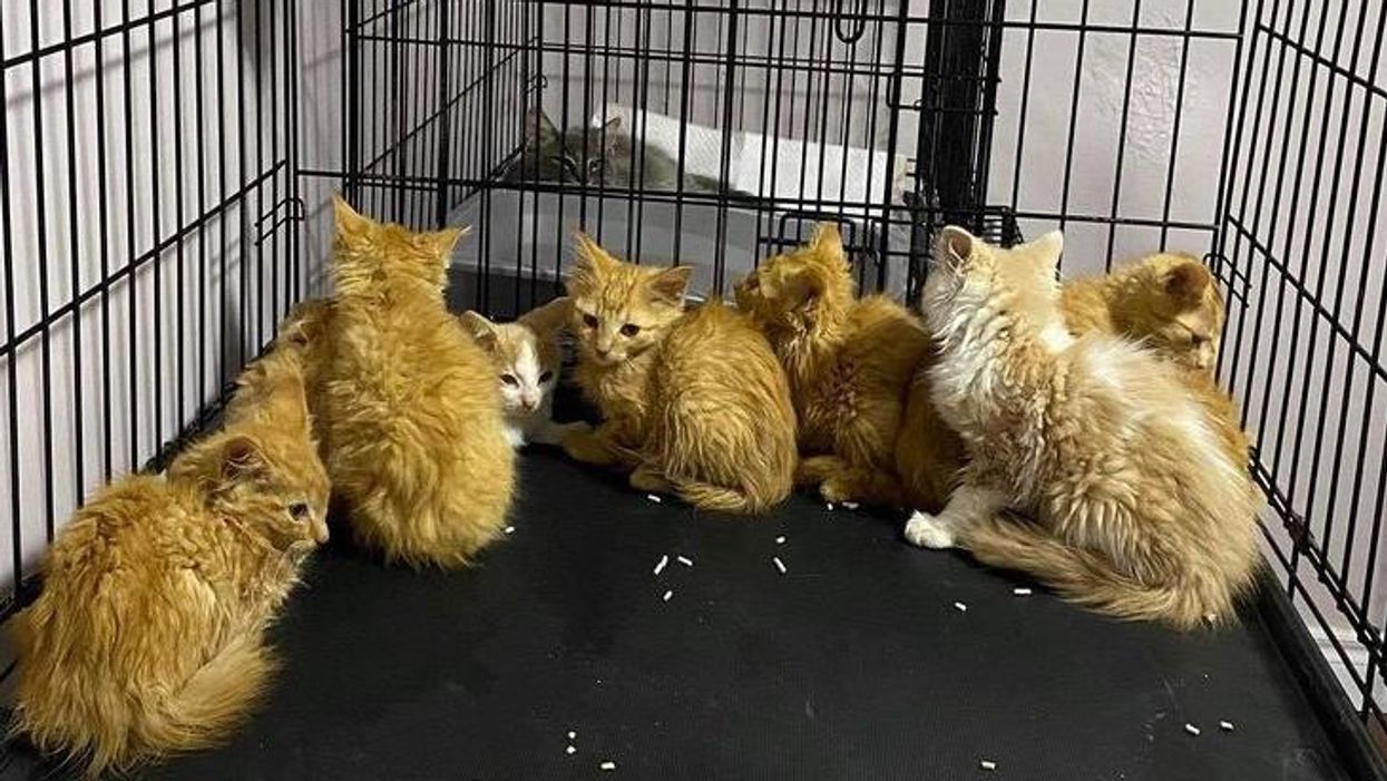 Humane Society Near Toronto Got 9 Kittens That Need Foster Parents ASAP