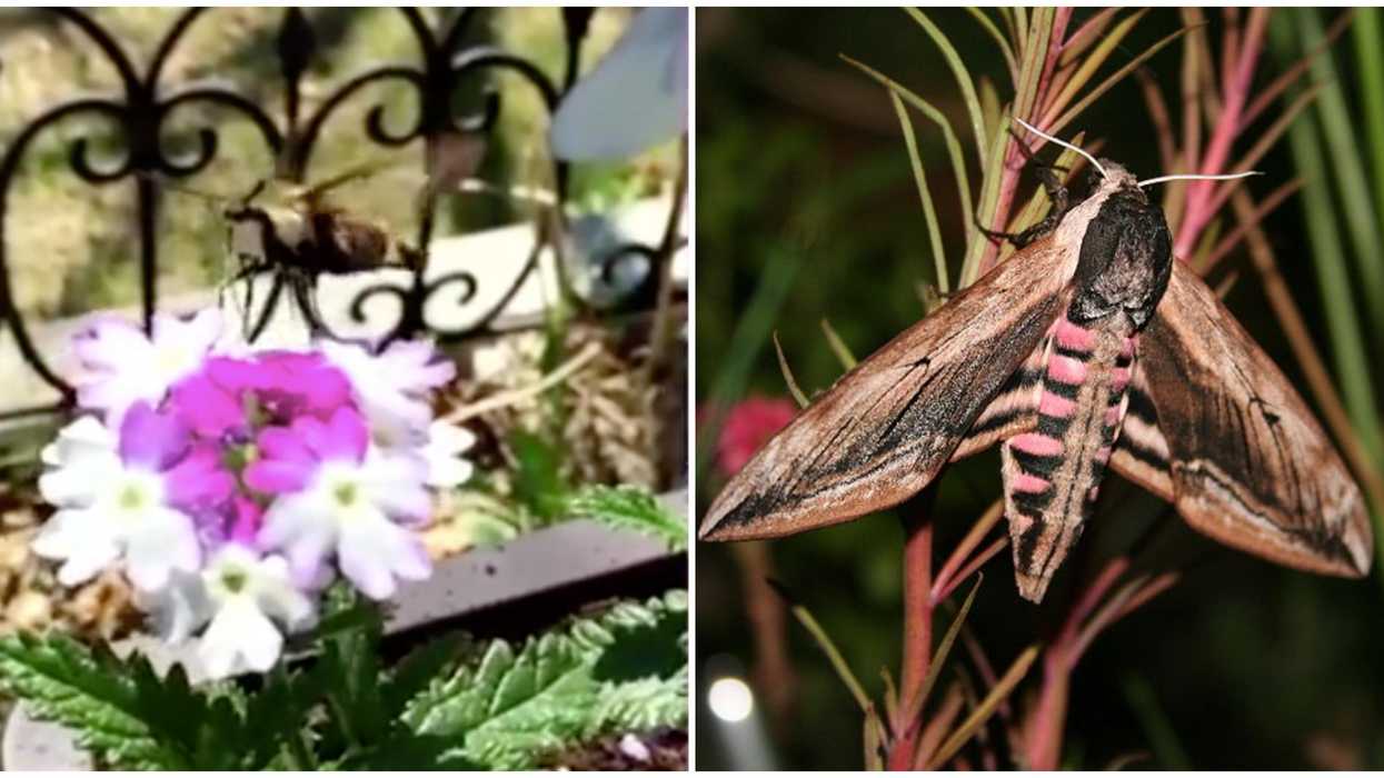 Hummingbird Moths In Ontario Are Being Spotted & They're As Big As A Bird (PHOTOS)