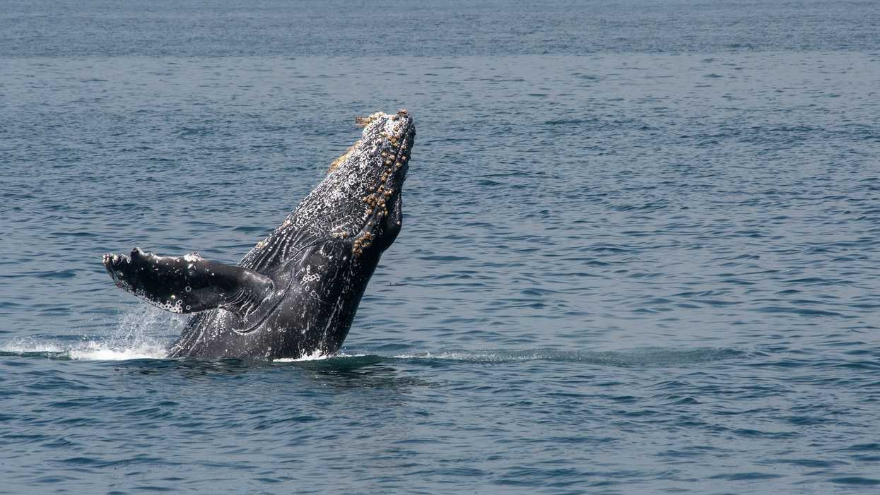 Humpback Whales In Newfoundland Put On A Splashy Show For A Father & Daughter