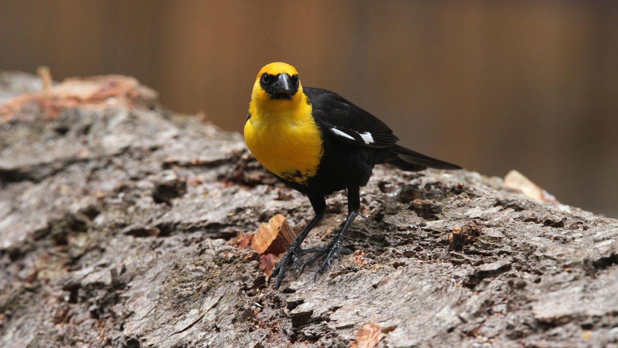 Hundreds Of Birds In Mexico Mysteriously Dropped Dead & The Video's So Creepy