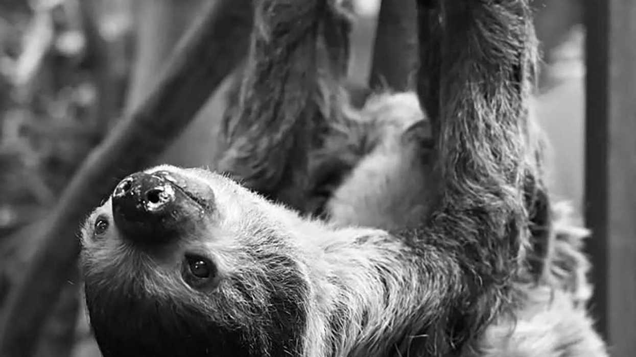 Hurricane, Vancouver Aquarium sloth, dead at 29