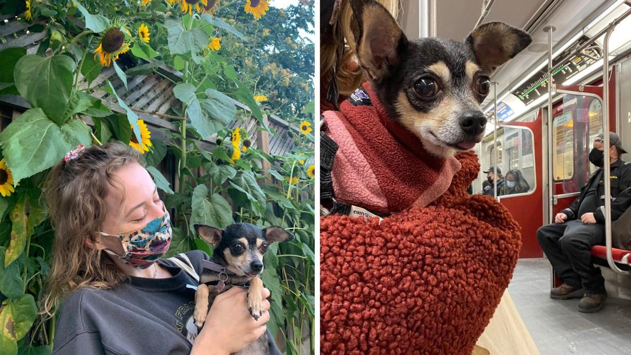 I Adopted A Dog In Toronto & It Only Took Me A Month From Start To Finish (PHOTOS)