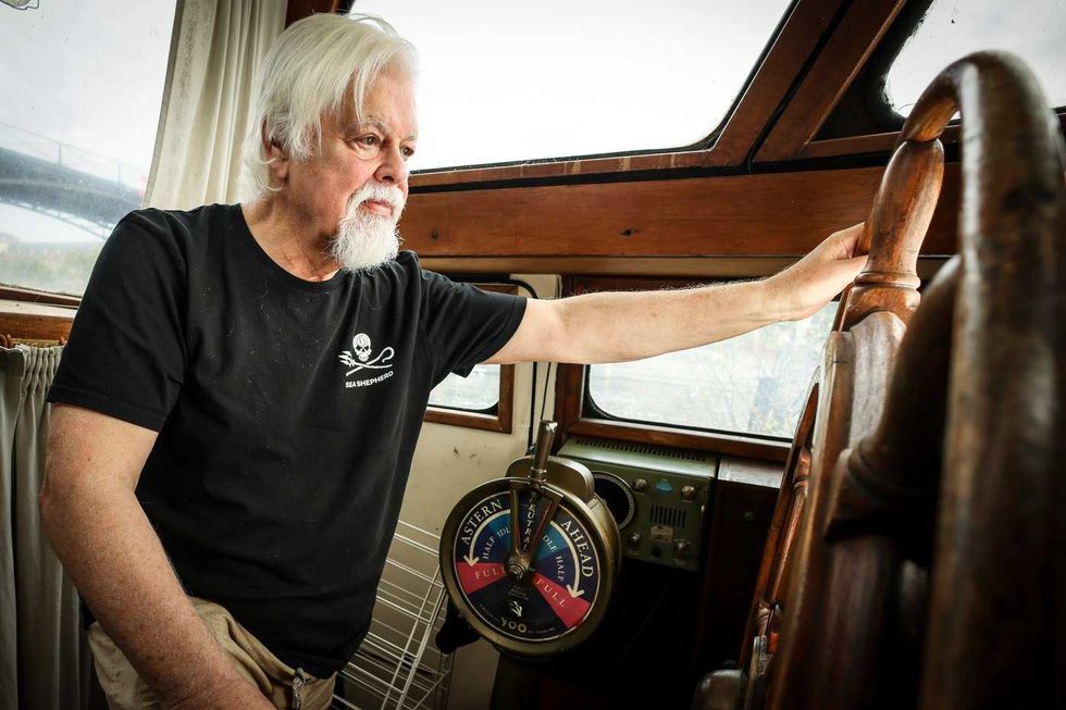 Iceland anti-whaling mission a success: activists