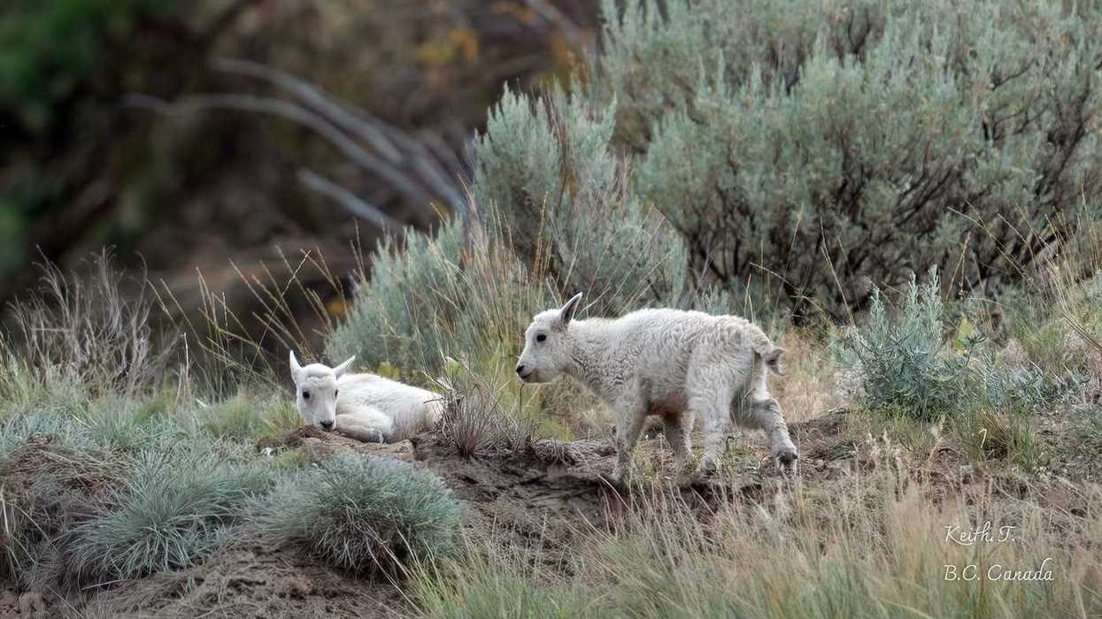 'Iconic' goats 'thought to have escaped' B.C. fire