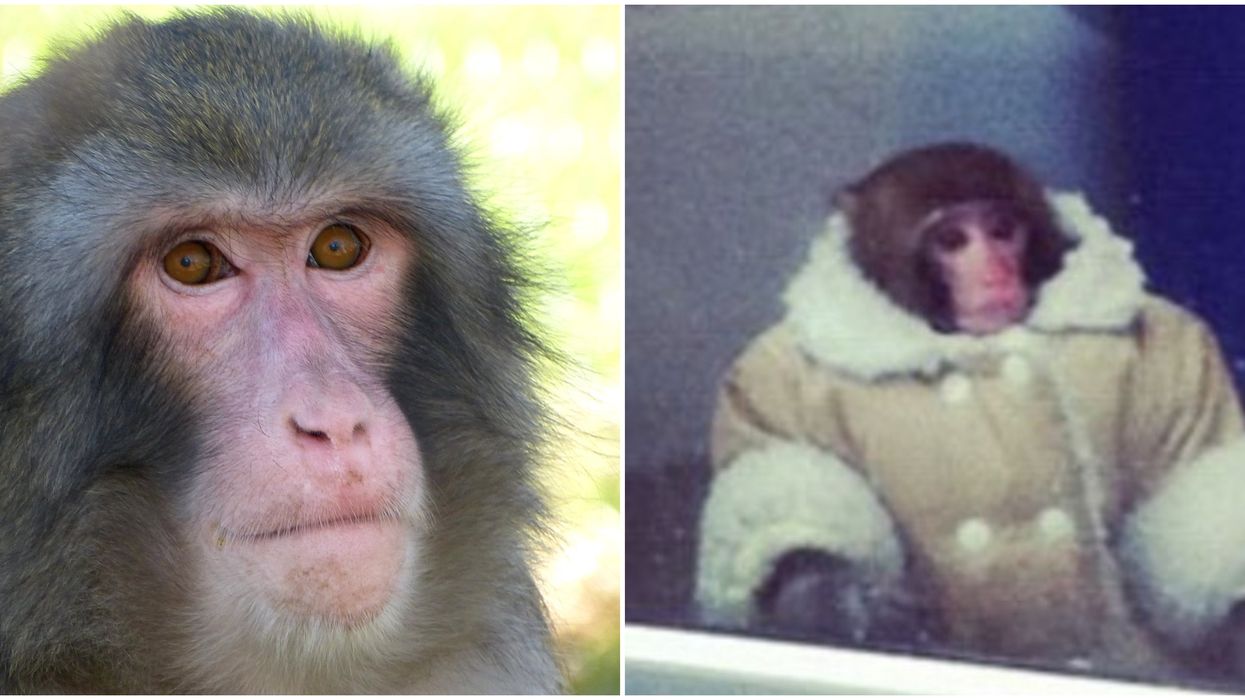 IKEA Monkey Is Thriving in 2020 & Has Plenty Of Monkey Friends, According To Sanctuary