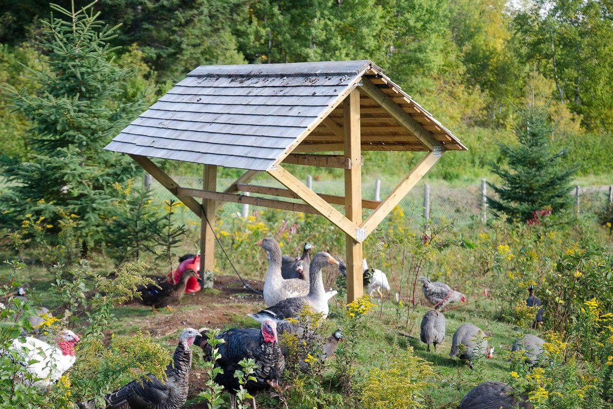 Tour The Farm Of Les Volières de BaieSaintPaul Narcity