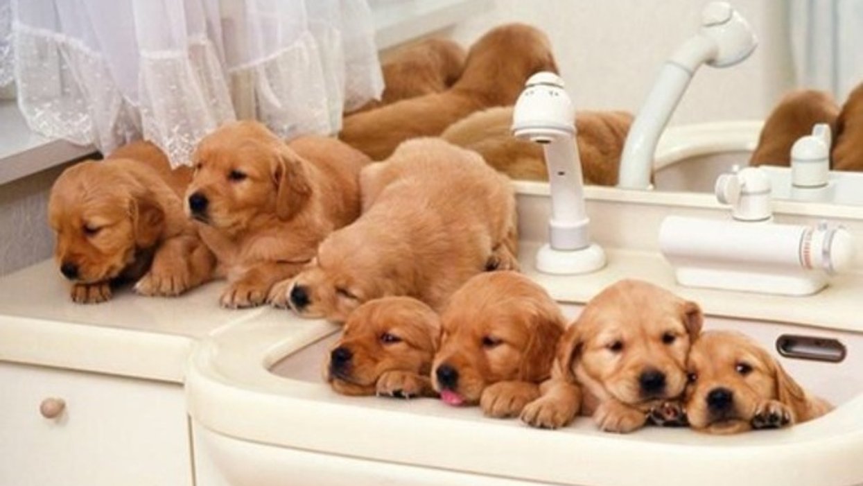 Tu Peux Flatter Des Bebes Chiens A Montreal Aujourd Hui Narcity Tu Peux Flatter Des Bebes Chiens A Montreal Aujourd Hui Narcity