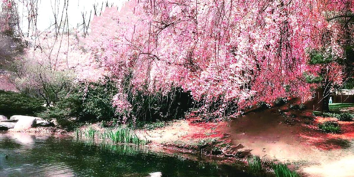The Cherry Blossoms Are Now In Full Bloom At This Gorgeous Japanese Garden In Ontario Narcity The Cherry Blossoms Are Now In Full Bloom At This Gorgeous Japanese Garden In Ontario Narcity