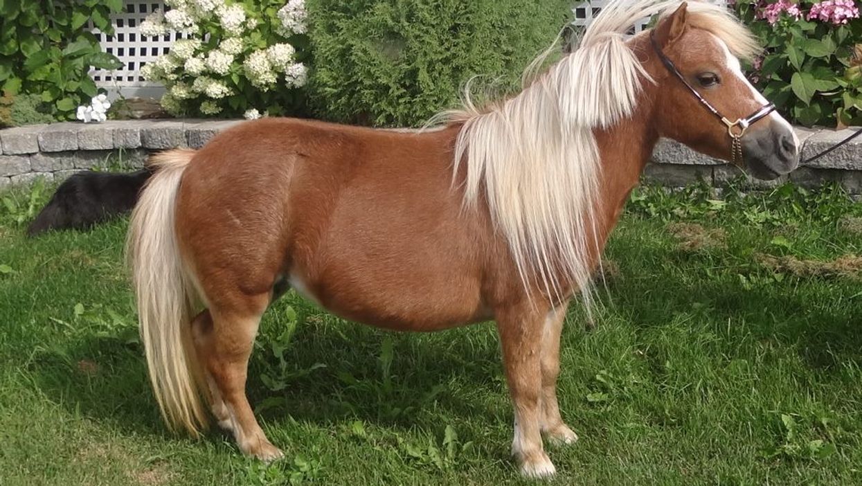 Il Y A Une Ferme De Mini Chevaux A Mirabel Et C Est L Activite La Plus Mignonne A Faire Dans Ta Vie Narcity Il Y A Une Ferme De Mini Chevaux A Mirabel Et C Est L Activite La Plus Mignonne A Faire Dans Ta Vie Narcity