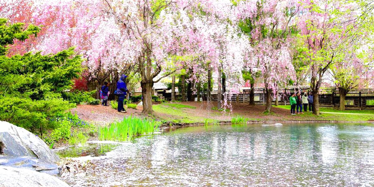 The Cherry Blossoms At Ontario S Japanese Garden Are Now In Full Bloom Narcity The Cherry Blossoms At Ontario S Japanese Garden Are Now In Full Bloom Narcity
